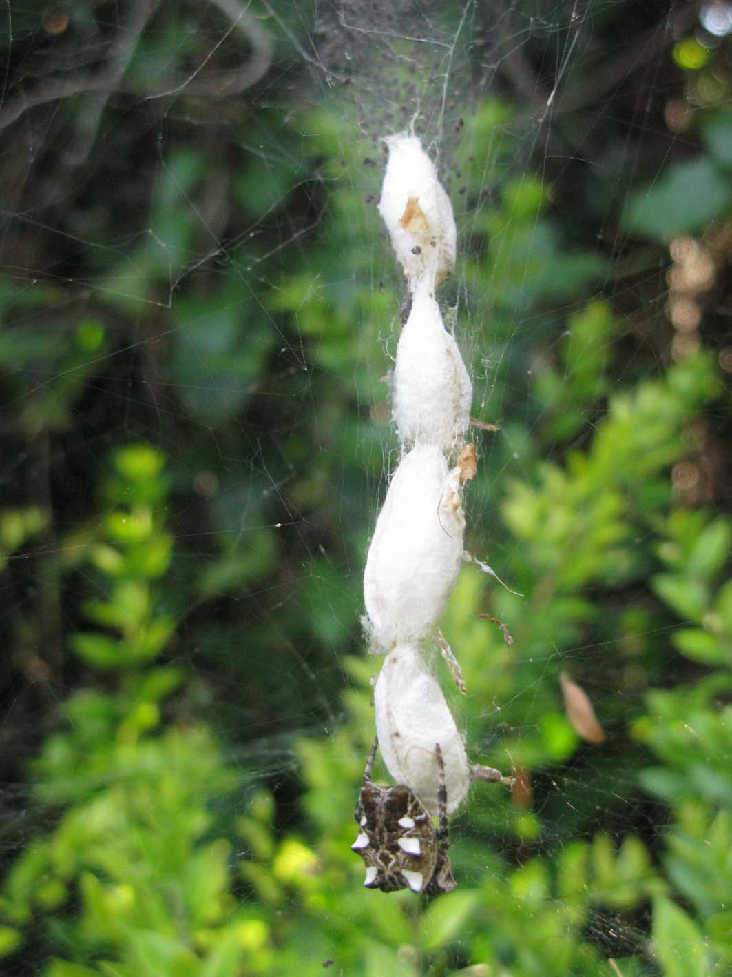 Cyrtophora citricola - Palombara Sabina (RM)